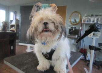 Hundesalon alt for hunden - Din hundesalon i Aalborg