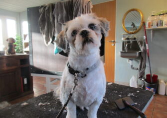 Hundesalon alt for hunden - Din hundesalon i Aalborg