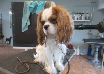 Hundesalon alt for hunden - Din hundesalon i Aalborg