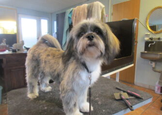 Hundesalon alt for hunden - Din hundesalon i Aalborg