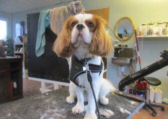 Hundesalon alt for hunden - Din hundesalon i Aalborg