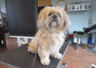 Hundesalon alt for hunden - Din hundesalon i Aalborg