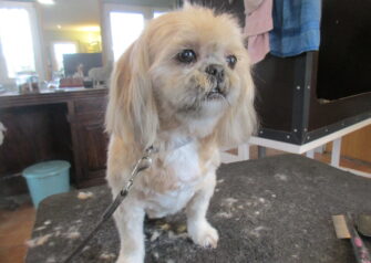 Hundesalon alt for hunden - Din hundesalon i Aalborg