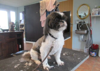 Hundesalon alt for hunden - Din hundesalon i Aalborg