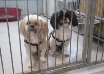 Hundesalon alt for hunden - Din hundesalon i Aalborg