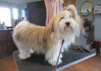 Hundesalon alt for hunden - Din hundesalon i Aalborg