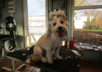 Hundesalon alt for hunden - Din hundesalon i Aalborg