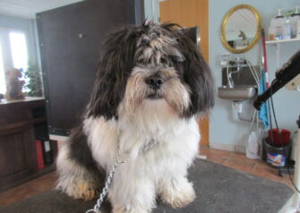 Hundesalon alt for hunden - Din hundesalon i Aalborg