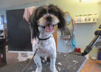 Hundesalon alt for hunden - Din hundesalon i Aalborg