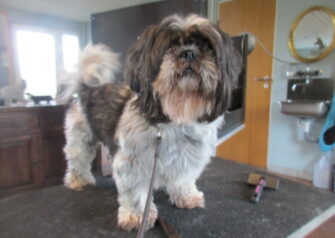 Hundesalon alt for hunden - Din hundesalon i Aalborg