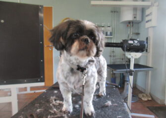 Hundesalon alt for hunden - Din hundesalon i Aalborg