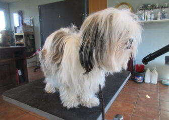 Hundesalon alt for hunden - Din hundesalon i Aalborg