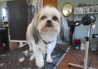 Hundesalon alt for hunden - Din hundesalon i Aalborg