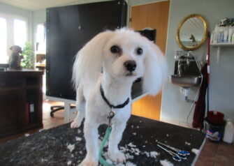 Hundesalon alt for hunden - Din hundesalon i Aalborg