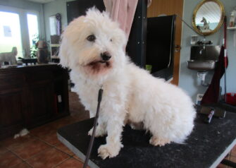 Hundesalon alt for hunden - Din hundesalon i Aalborg