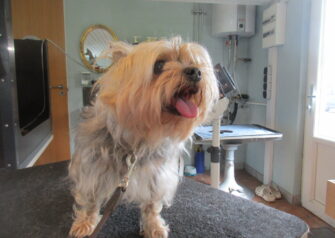 Hundesalon alt for hunden - Din hundesalon i Aalborg