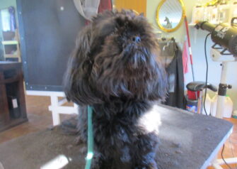 Hundesalon alt for hunden - Din hundesalon i Aalborg