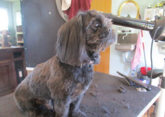 Hundesalon alt for hunden - Din hundesalon i Aalborg