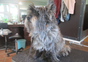 Hundesalon alt for hunden - Din hundesalon i Aalborg