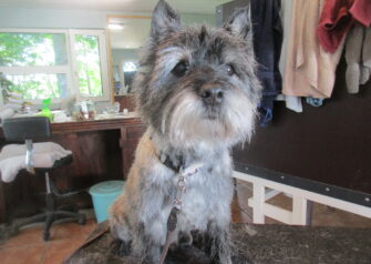 Hundesalon alt for hunden - Din hundesalon i Aalborg