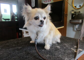Hundesalon alt for hunden - Din hundesalon i Aalborg