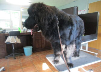 Hundesalon alt for hunden - Din hundesalon i Aalborg