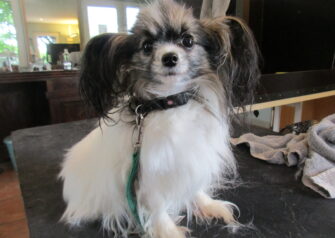 Hundesalon alt for hunden - Din hundesalon i Aalborg