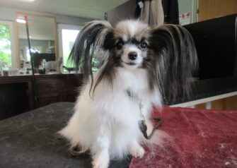 Hundesalon alt for hunden - Din hundesalon i Aalborg