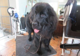 Hundesalon alt for hunden - Din hundesalon i Aalborg
