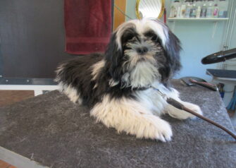 Hundesalon alt for hunden - Din hundesalon i Aalborg