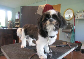 Hundesalon alt for hunden - Din hundesalon i Aalborg
