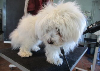 Hundesalon alt for hunden - Din hundesalon i Aalborg