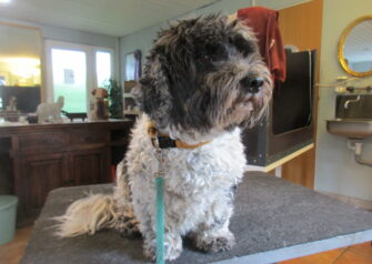 Hundesalon alt for hunden - Din hundesalon i Aalborg