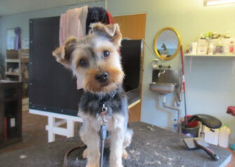 Hundesalon alt for hunden - Din hundesalon i Aalborg