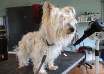 Hundesalon alt for hunden - Din hundesalon i Aalborg