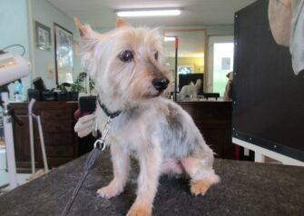 Hundesalon alt for hunden - Din hundesalon i Aalborg