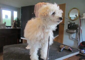 Hundesalon alt for hunden - Din hundesalon i Aalborg
