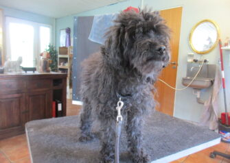 Hundesalon alt for hunden - Din hundesalon i Aalborg