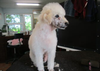 Hundesalon alt for hunden - Din hundesalon i Aalborg