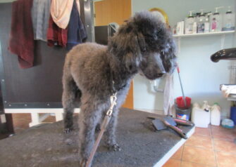 Hundesalon alt for hunden - Din hundesalon i Aalborg