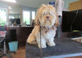 Hundesalon alt for hunden - Din hundesalon i Aalborg