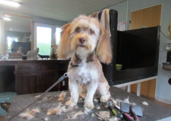 Hundesalon alt for hunden - Din hundesalon i Aalborg