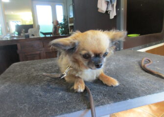 Hundesalon alt for hunden - Din hundesalon i Aalborg