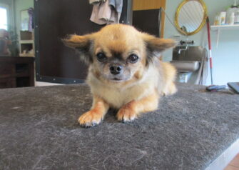 Hundesalon alt for hunden - Din hundesalon i Aalborg