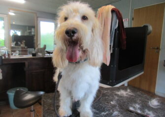 Hundesalon alt for hunden - Din hundesalon i Aalborg