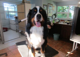 Hundesalon alt for hunden - Din hundesalon i Aalborg