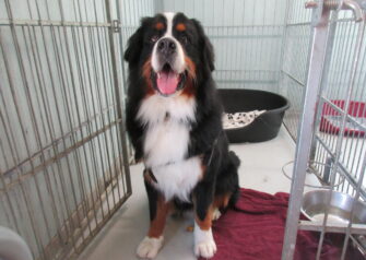 Hundesalon alt for hunden - Din hundesalon i Aalborg