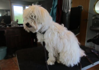 Hundesalon alt for hunden - Din hundesalon i Aalborg