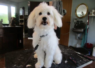 Hundesalon alt for hunden - Din hundesalon i Aalborg