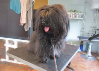 Hundesalon alt for hunden - Din hundesalon i Aalborg